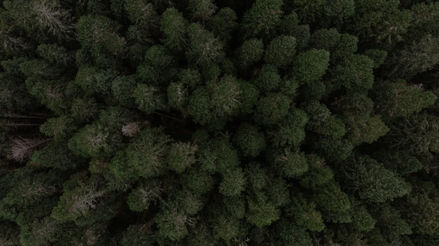 Search